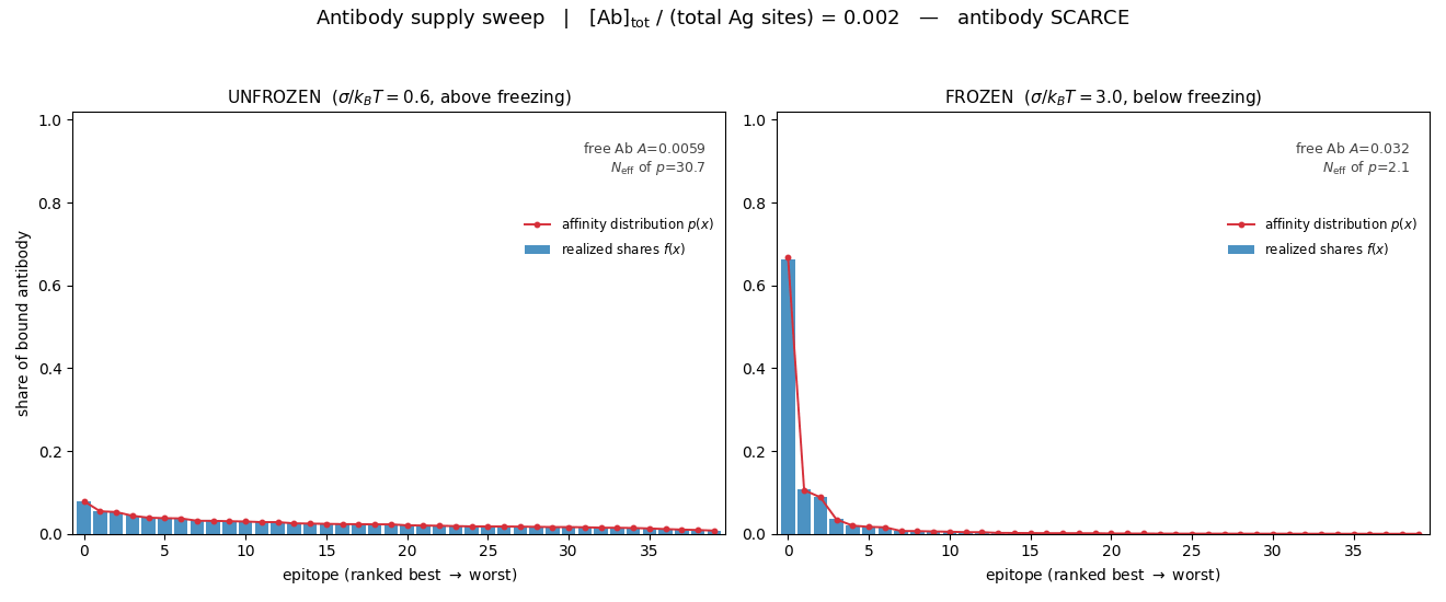 Two-panel animation showing realized binding shares converging onto the affinity distribution as antibody becomes scarce, for an unfrozen and a frozen landscape.